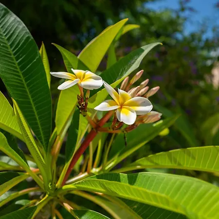 Vintage Charm コス・タウン