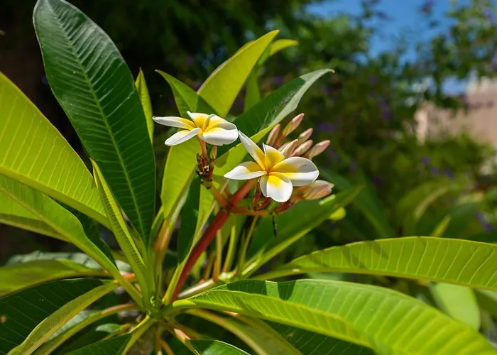 Vintage Charm Кос